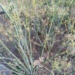 Foeniculum vulgare habit picture by Dieter Albrecht (cc-by-sa)