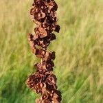 Rumex aquaticus fruit picture by Jan Stefaniak (cc-by-sa)