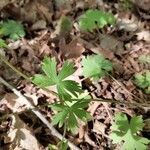 Geranium asphodeloides leaf picture by Maria Taria (cc-by-sa)