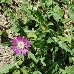 Centaurea pullata leaf picture by Martínez Benavent Eva (cc-by-sa)