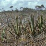 Brocchinia steyermarkii habit picture by Daniel Barthelemy (cc-by-nc)