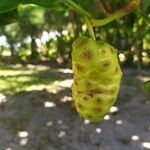 Morinda citrifolia fruit picture by azaria lacour (cc-by-sa)