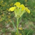 Erysimum pseudorhaeticum flower picture by Lizzi Loris (cc-by-sa)