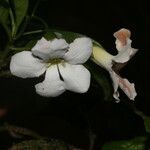 Bourreria costaricensis flower picture by Nelson Zamora Villalobos (cc-by-nc)