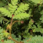 Mimosa skinneri habit picture by Nelson Zamora Villalobos (cc-by-nc)