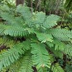 Phyllanthus mimosoides leaf picture by Mathieu sonnick (cc-by-sa)