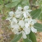 Pyrus salicifolia flower picture by Sinan Avcı (cc-by-sa)