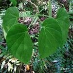 Begonia salaziensis leaf picture by Matthieu Gebus (cc-by-sa)