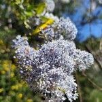 Ceanothus impressus flower picture by jesiplants (cc-by-sa)