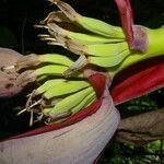 Musa textilis flower picture by Nelson Zamora Villalobos (cc-by-nc)