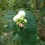 Symphoricarpos albus flower picture by Aladár Szabo (cc-by-sa)