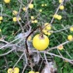 Solanum linnaeanum fruit picture by Alfred Vabre (cc-by-sa)