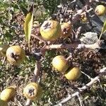 Pyrus spinosa fruit picture by Lucke Sven (cc-by-sa)