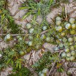 Juniperus macrocarpa fruit picture by Martin Bishop (cc-by-sa)