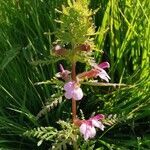 Pedicularis palustris habit picture by Tomaž Jančar (cc-by-sa)