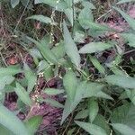 Persicaria hydropiper habit picture by gilles collin (cc-by-sa)