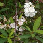 Ceanothus caeruleus habit picture by Nelson Zamora Villalobos (cc-by-nc)