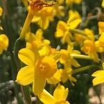 Narcissus flavus flower picture by Diego Alex (cc-by-sa)