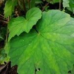 Begonia sericoneura leaf picture by Soto Obando Jorge Luis Soto Obando (cc-by-sa)