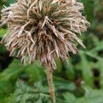 Echinops sphaerocephalus fruit picture by Manfred Krautter (cc-by-sa)