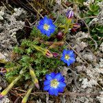 Gentiana sedifolia habit picture by Fabien Anthelme (cc-by-sa)