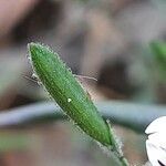 Andrographis paniculata fruit picture by Prasanta Hembram (cc-by-sa)