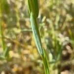 Linum strictum leaf picture by bas yves (cc-by-sa)