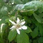 Rubus adscitus flower picture by Gaël Herve (cc-by-sa)