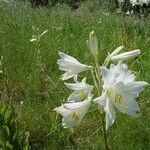 Lilium candidum habit picture by Miguel Ángel (cc-by-sa)