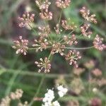 Pimpinella saxifraga fruit picture by Radoslav Marinkovic (cc-by-sa)