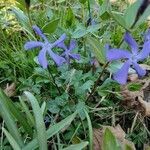 Vinca herbacea flower picture by schattenrabe (cc-by-sa)