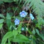 Omphalodes nitida flower picture by Adán Gonçalves (cc-by-sa)