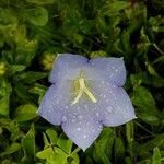 Campanula persicifolia flower picture by Bernard Joyal (cc-by-sa)