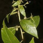 Cestrum reflexum flower picture by Nelson Zamora Villalobos (cc-by-nc)