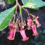 Escallonia rubra fruit picture by Daniel Barthelemy (cc-by-nc)