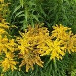 Solidago canadensis flower picture by mudcow007 (cc-by-sa)