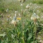 Plantago lagopus fruit picture by Andreu Ana (cc-by-sa)