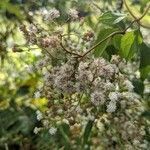 Ageratina aromatica fruit picture by Blaize (cc-by-sa)