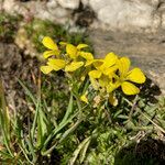 Erysimum jugicola habit picture by Fabien Anthelme (cc-by-sa)