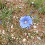 Linum perenne flower picture by Joergen Banz (cc-by-sa)