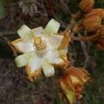 Luehea speciosa flower picture by Nelson Zamora Villalobos (cc-by-nc)