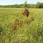 Cladium mariscus habit picture by Daniel Bourget (cc-by-sa)