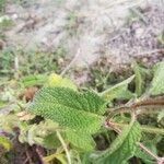 Salvia viridis leaf picture by kon nik (cc-by-sa)