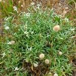 Lobularia maritima habit picture by Pierre LEON (cc-by-sa)