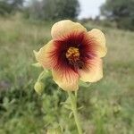 Abutilon hirtum flower picture by susan brown (cc-by-sa)