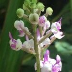 Cynorkis ridleyi flower picture by Daniel Barthelemy (cc-by-nc)