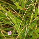 Epilobium palustre flower picture by Dominique Vioux (cc-by-sa)