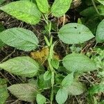 Corchorus aestuans leaf picture by Narendra Sahu (cc-by-sa)