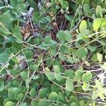 Capparis spinosa habit picture by Chiodaroli Federico (cc-by-sa)