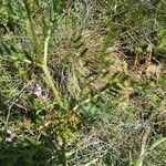 Vicia onobrychioides leaf picture by chantal c (cc-by-sa)